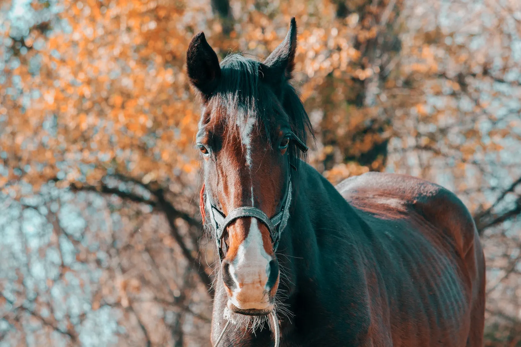 How To Find The Right Horse For Your Backyard